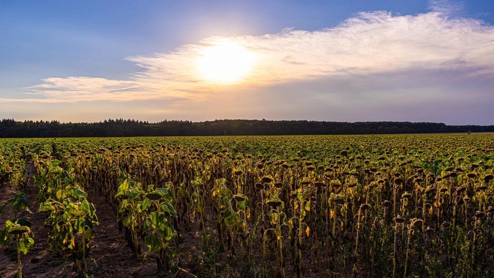 România, sub Cod Galben de caniculă: temperaturi de până la 38°C și nopți tropicale