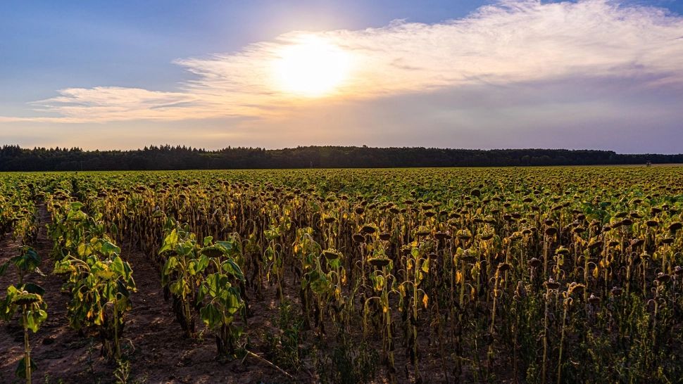 Un val de caniculă lovește România: temperaturi extreme și risc crescut pentru sănătate. Fenomenul apărut o dată cu gradele în termometre