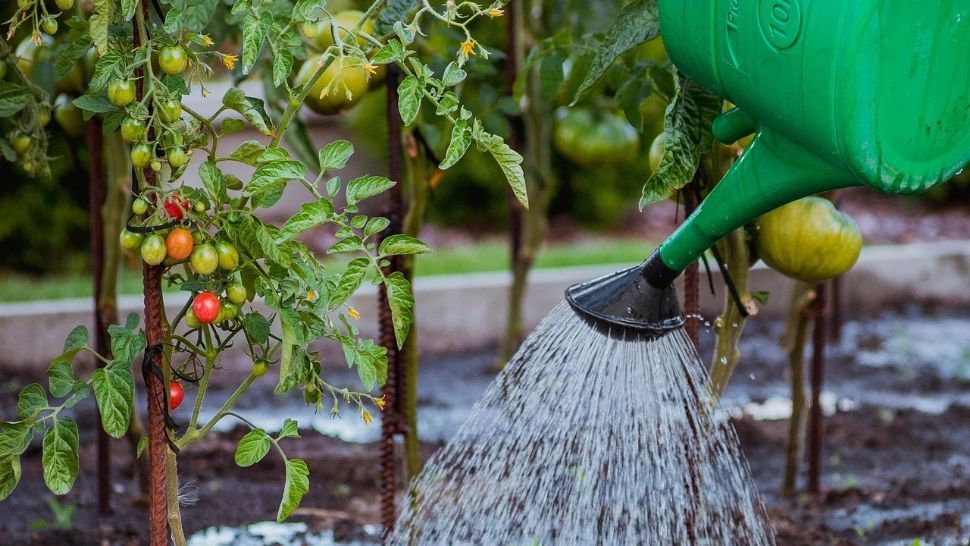 Secretul unei recolte generoase de roșii: ce trebuie să faci în fiecare săptămână pentru ca plantele să nu se oprească din crescut