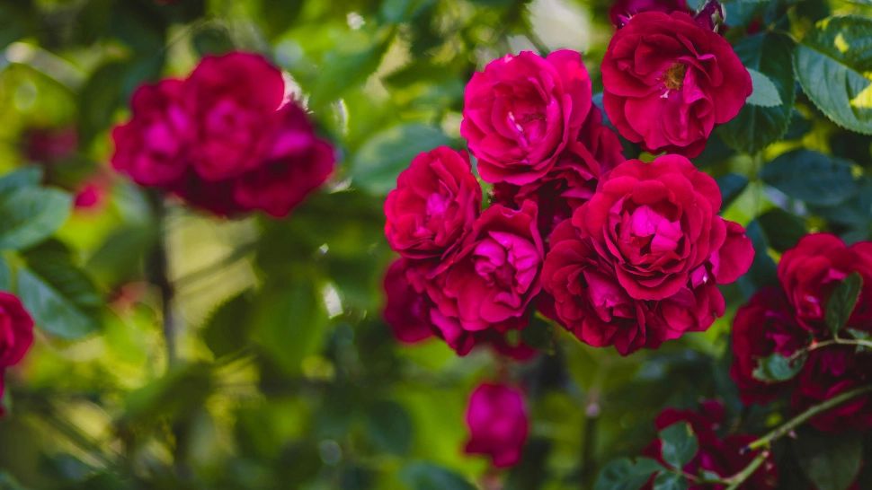 Ce trebuie să faci cu trandafirii în această perioadă, pentru a stimula înflorescența până la venirea iernii