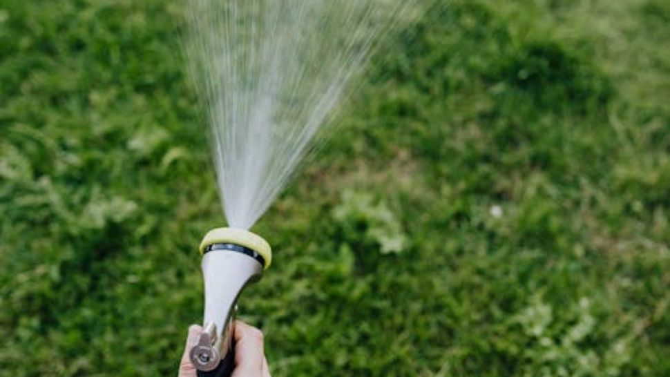 Ingredientul banal care te scapă de musculițele mici din grădină. Vor dispărea ca prin magie 