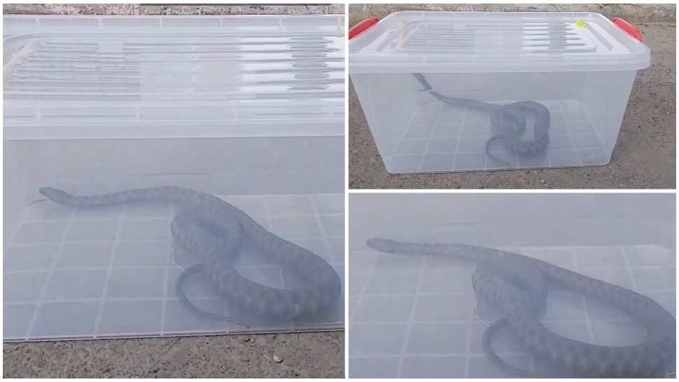 Momente de panică într-un parc din Mangalia! Jandarmii, chemaţi să îndepărteze un şarpe 