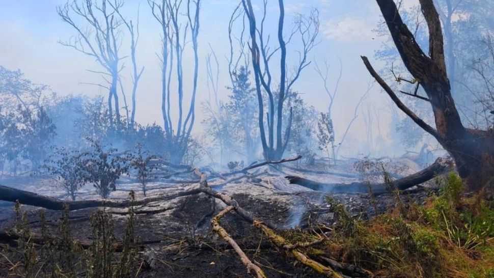 Incendiu MASIV în Tulcea: intervenție terestră și aeriană în desfășurare