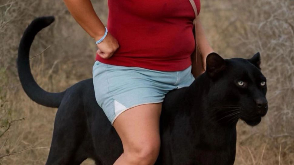 Pantera neagră, vedetă pe internet: glume, meme-uri și promoții în valuri, după apariția felinei misterioase în România