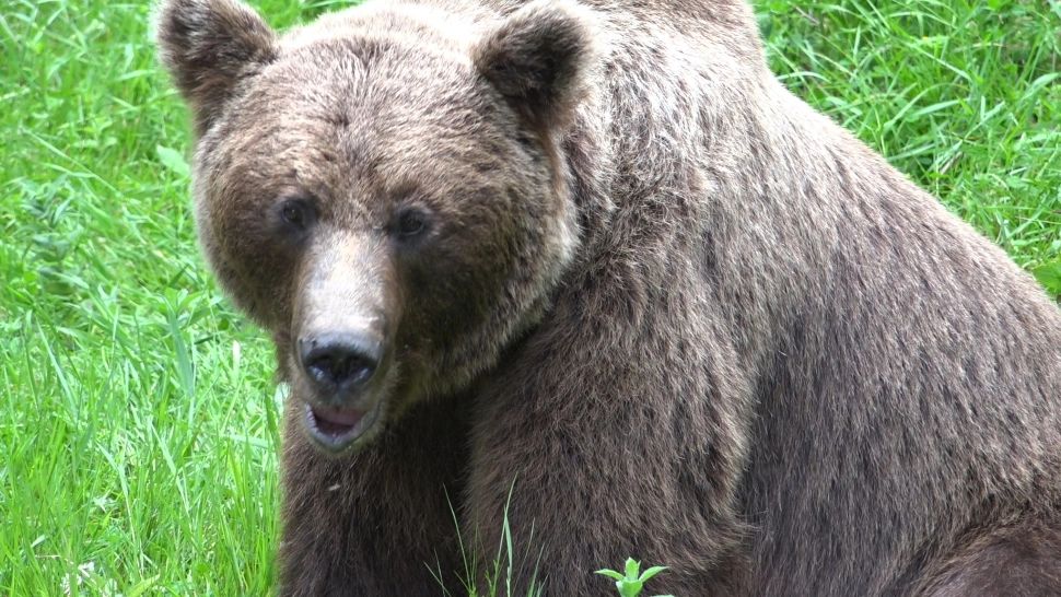 Ursoaica responsabilă de moartea motociclistului italian, împușcată de autorități. Bărbatul a fost târât într-o râpă și ucis