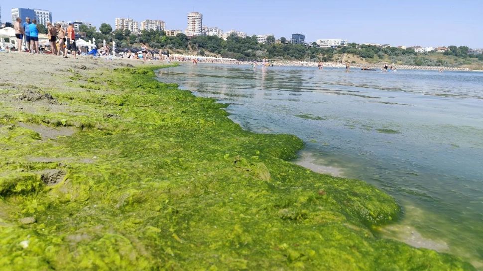 Plajă din Constanța, invadată de alge. Peisajul și mirosul îi pun pe fugă pe turiști. Imagini dezolante și pe litoralul bulgăresc - FOTO/VIDEO