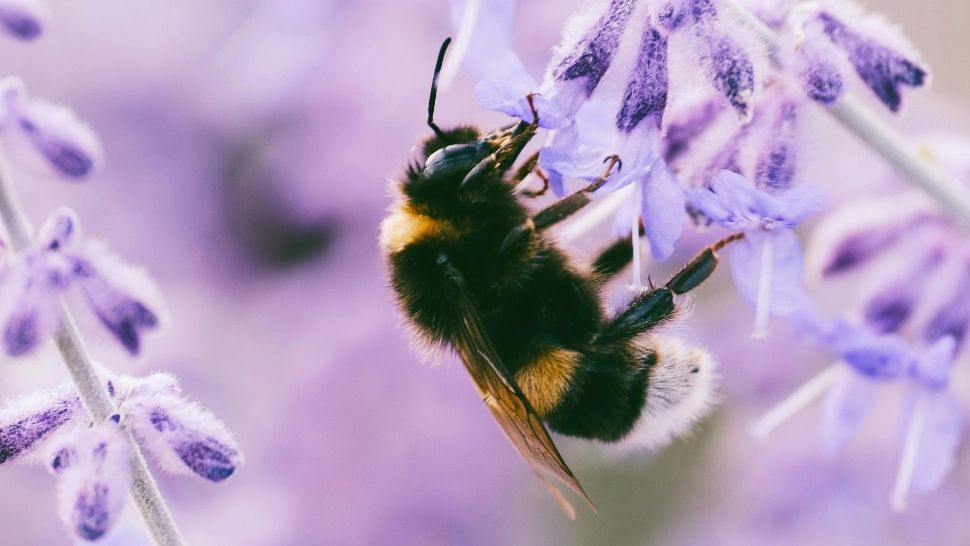 Ce trebuie să faci când te înțeapă o albină. Remediile care calmează durerea și inflamația