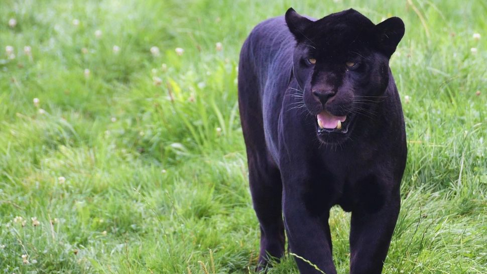 Panteră imaginară, pierderi reale: hotelierii bulgari cer despăgubiri după o alertă care s-a dovedit a fi falsă