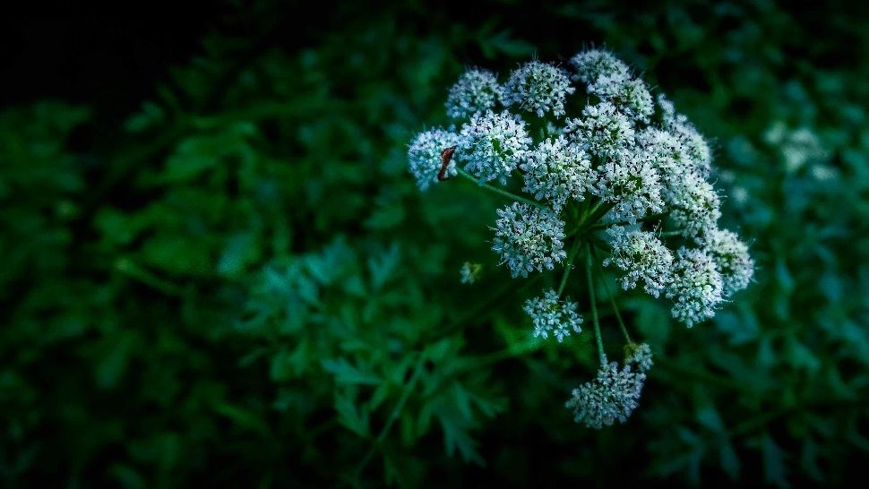 Planta care poate provoca arsuri în contact cu pielea. Crește peste tot în țara noastră