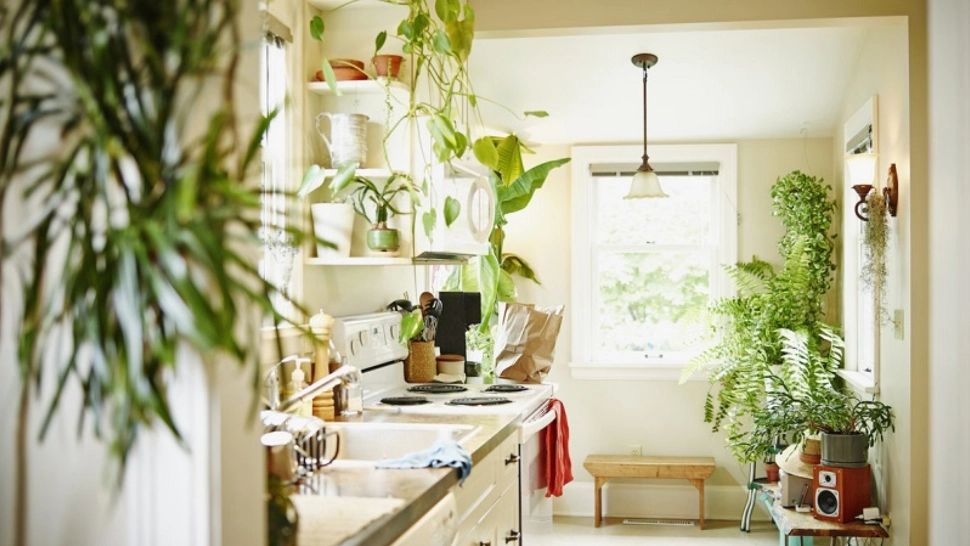 Planta pe care trebuie să o pui pe blatul de la bucatarie. Vei atrage norocul și prosperiateatea în casa ta