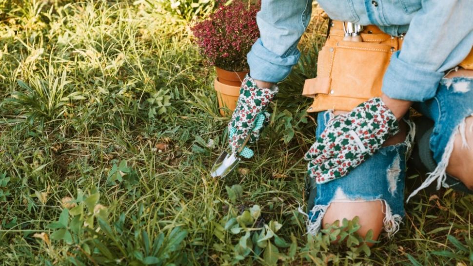 Secretul bunicilor ca să scăpăm de buruieni. Un ingredient banal, pe care oricine îl are în casă, rezolvă problema fără bătăi de cap