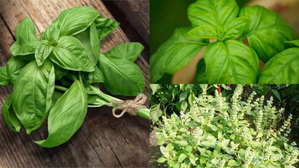  Locurile din casă unde trebuie să ții busuiocul. Atrage norocul, sănătatea și prosperiateta 