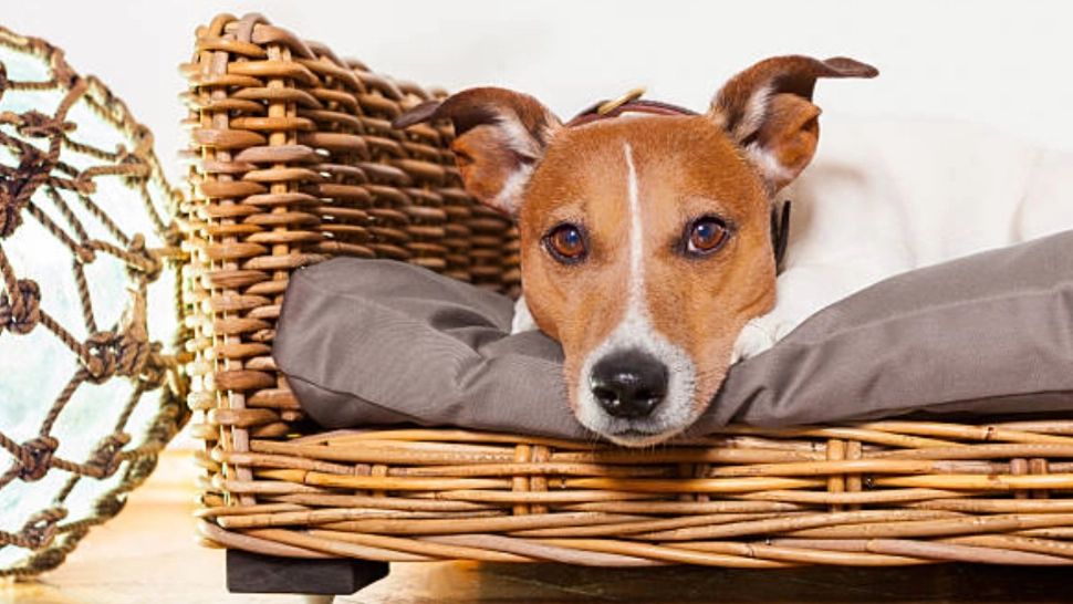 Vânzarea câinilor și pisicilor în pet shop-uri a fost interzisă! Gabriela Firea: Voi continua să susțin dreptul la o viață demnă și protejată pentru toate ființele