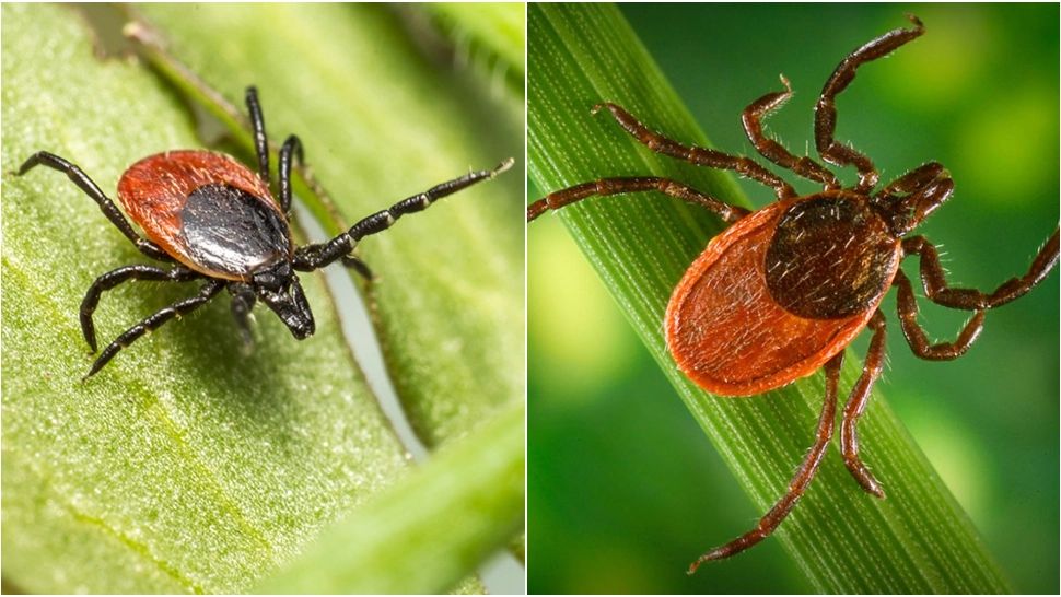 Cum scapi de căpușele din curte. Planta minune care alungă musafirii nepoftiți