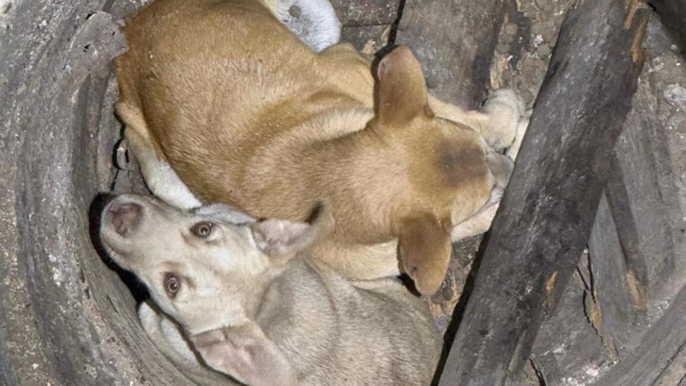 Intervenție dificilă a pompierilor din Satu Mare. Doi căței, salvați dintr-o fântână adâncă de nouă metri