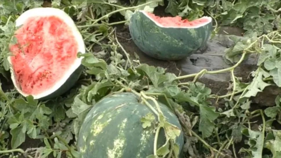 Dezastru pe câmp: o turmă de oi a distrus o cultură de pepeni în doar 30 de minute. Pagubele depășesc 100.000 de lei