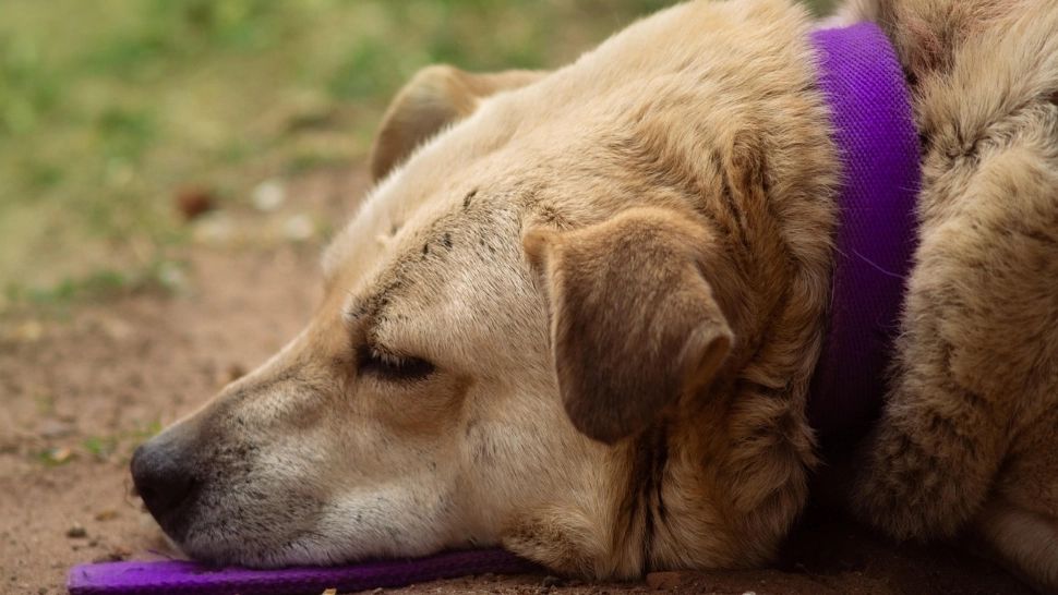 Scandal în Vrancea: un bărbat a intrat cu forța într-o gospodărie și a agresat doi câini