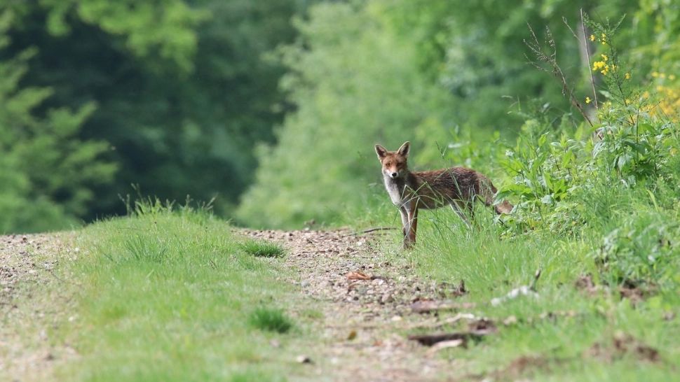 Alertă de rabie în județul Iași: a început vânătoarea de vulpi și șacali, după un prim deces în peste un deceniu