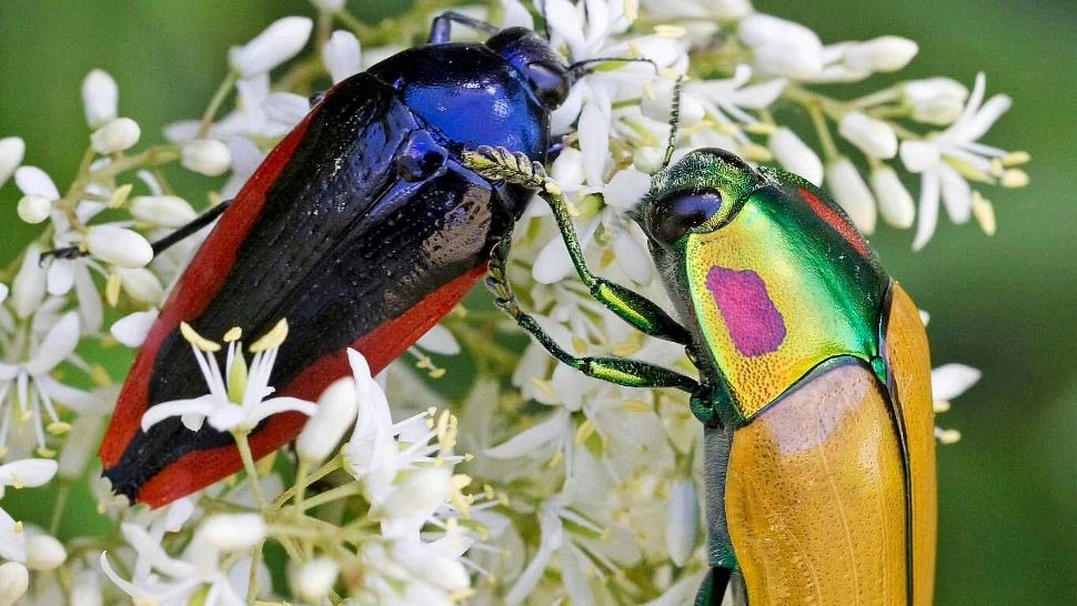 O insectă periculoasă a apărut în pădurile din România. Ce semnal de alarmă trag autoritățile!