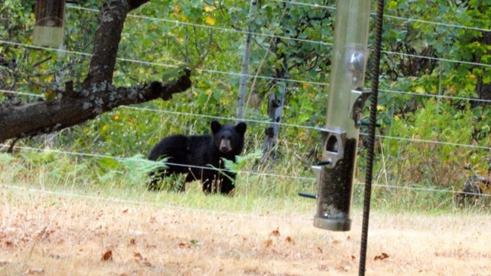 Orașul din România care se înconjoară cu gard electric pentru a proteja locuitorii de urși