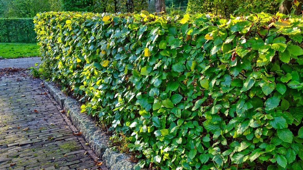 De ce se usucă gardul viu? Cauzele care duc la asta. Ce trebuie să faci, de fapt