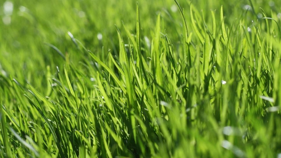 Cum să ai un gazon frumos și verde în luna august. Ingredientul care îl va face să arate spectaculos