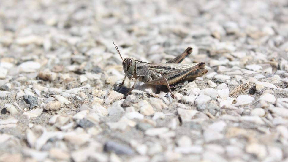 Invazie de lăcuste în Delta Dunării: 250 de hectare au fost afectate