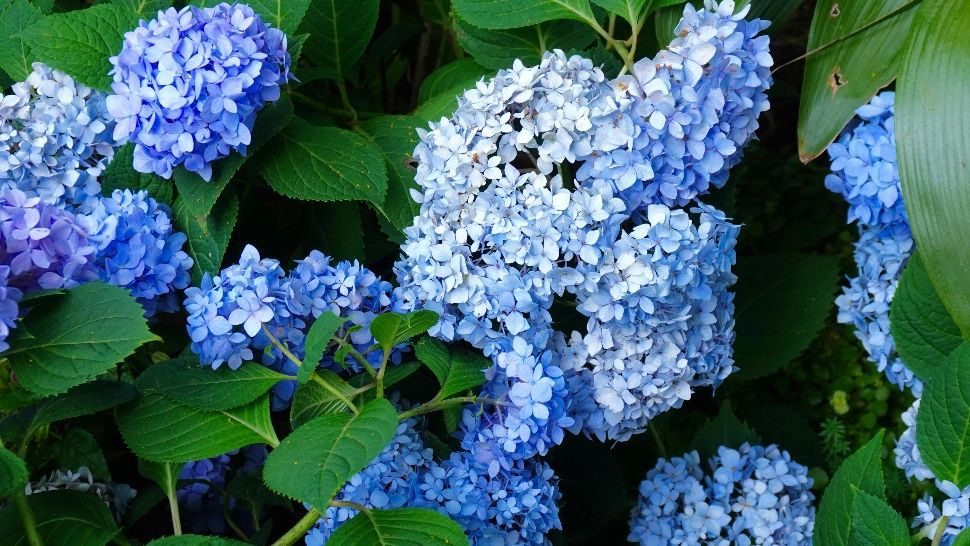 Planta pe care toată lumea o adoră, dar care atrage ghinionul pe plan finaciar