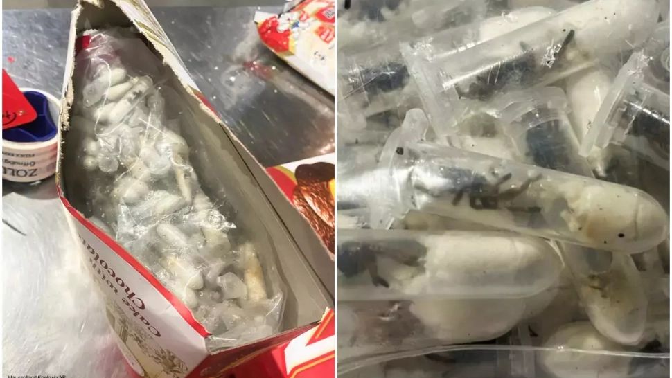Captură neobișnuită pe aeroport: 1.500 de tarantule, ascunse în cutii de biscuiți