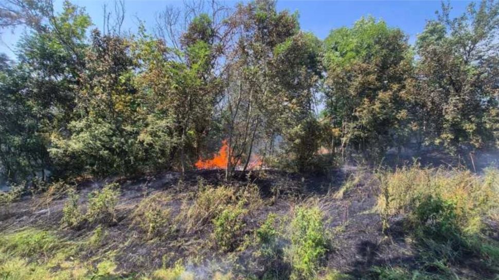 Incendiu de vegetație în incinta Grădinii Botanice din Iași. Pompierii militari au intervenit de urgență 