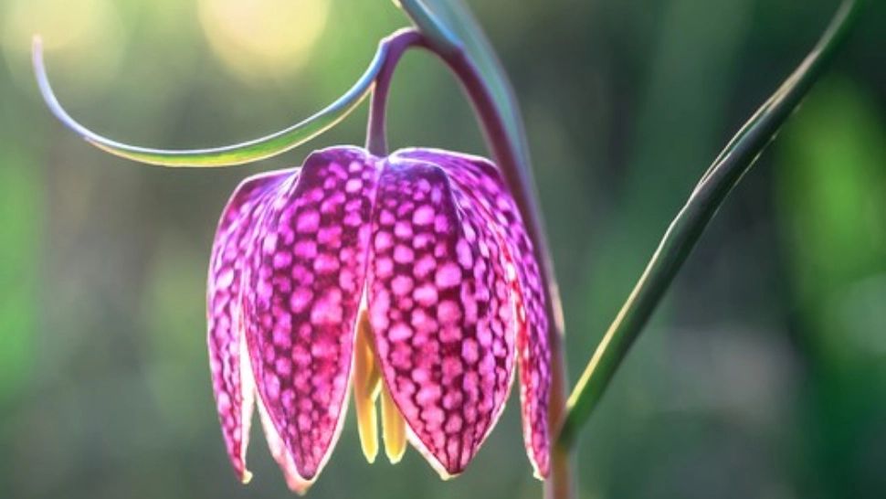 Floarea din România, protejată prin lege. Poți primi o amendă de 7500 lei dacă o rupi