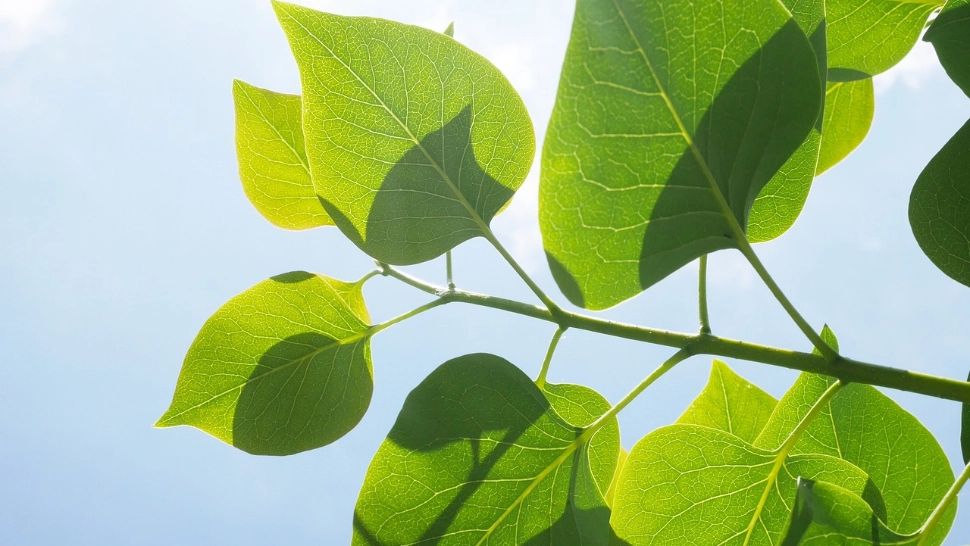 România sub asediul caniculei și furtunilor violente: COD ROȘU de căldură în mai multe județe, instabilitate atmosferică severă în vest și centru