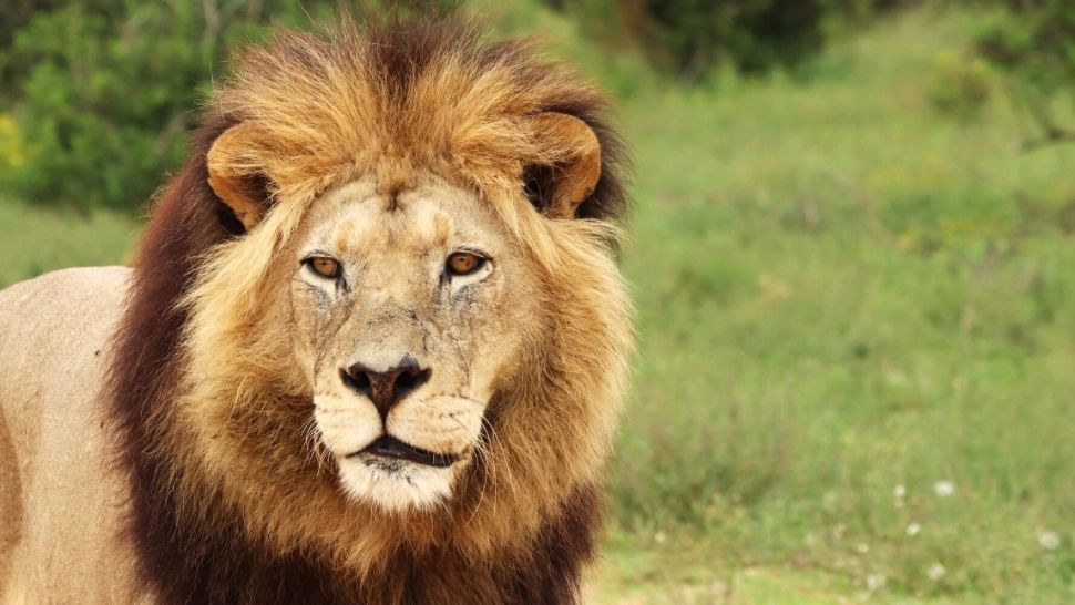 Încă o fiară sălbatică face victime. Un leu evadat de la o grădina zoologică dintr-o destinație turistică iubită de români a atacat un muncitor