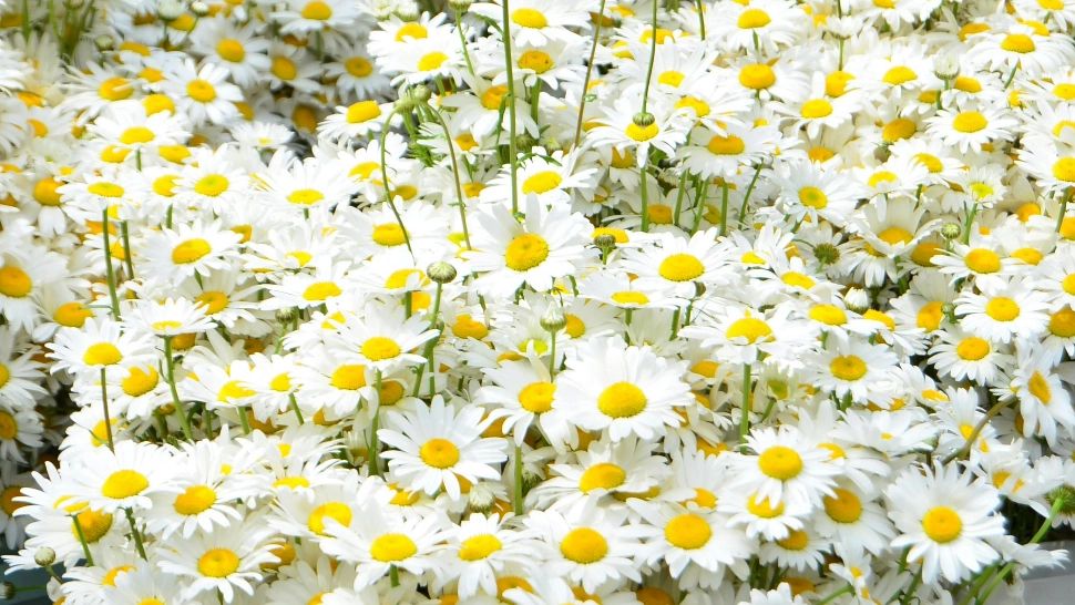 Florile care te scapă de buruieni. Ce trebuie să ai neapărat în grădină!