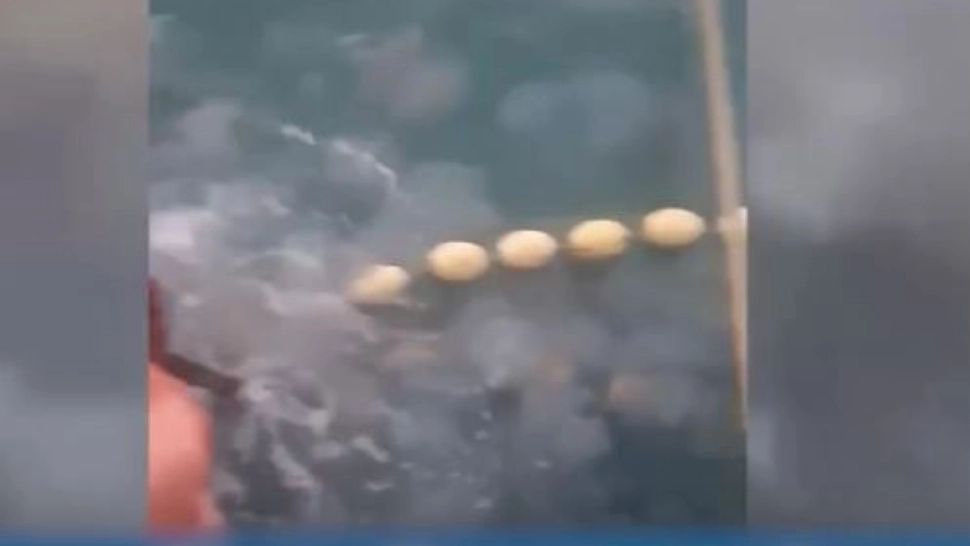 Invazie de meduze în apa mării. Turiștii sunt disperați