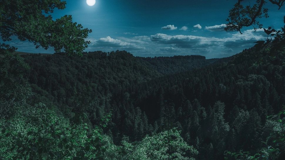 Tragedie în Vrancea: un bărbat a fost ucis accidental la o vânătoare ilegală. Patru persoane, trimise în judecată