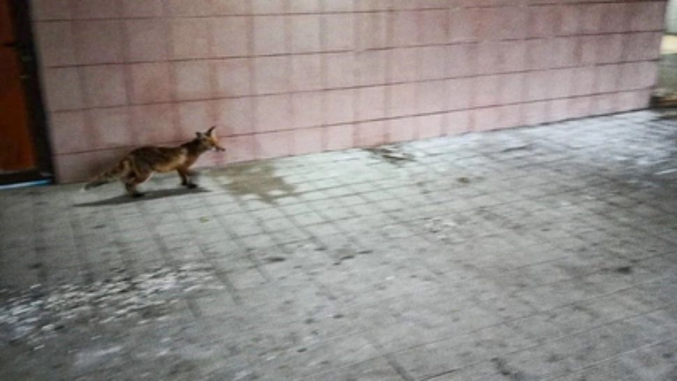 Invazie de vulpi într-un cartier de lux din România. Oamenii sunt îngroziți că animalele ar putea fi turbate