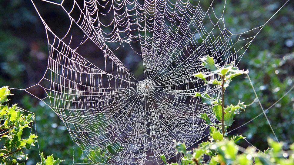Cum poți scăpa de paianjenii din casă. Soluția naturală care îi va ține la distanță
