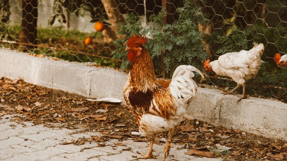 Plante toxice pentru găini. La ce trebuie să fii atent dacă ai păsări de curte