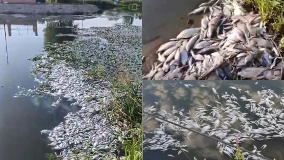 Imagini dezastruoase în Timiș! Mormane de pești morți plutesc în ape. VIDEO