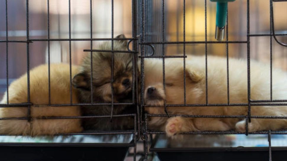 Femeie din Arad, reținută după ce a ținut 64 de câini în condiții de cruzime și i-a lăsat să se atace între ei