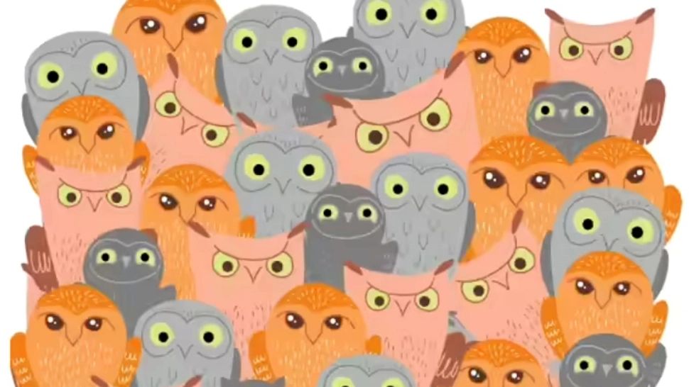 Poți să găsești pisica ascunsă între bufnițe în 10 secunde?  Testul draconic pe care numai geniile îl trec, felina s-a ascuns cu dibăcie