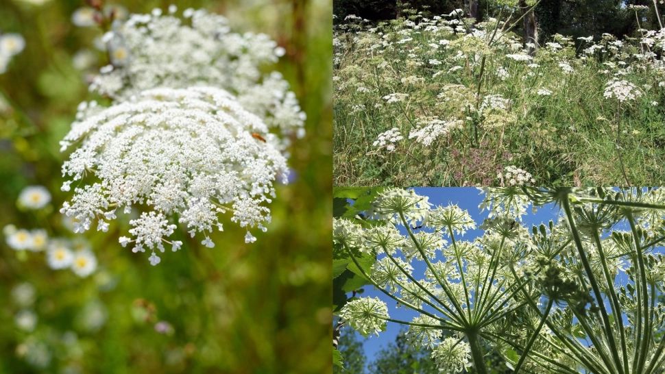 Planta banală care îți pune în pericol sănătatea. Provoacă bășici și arsuri grave