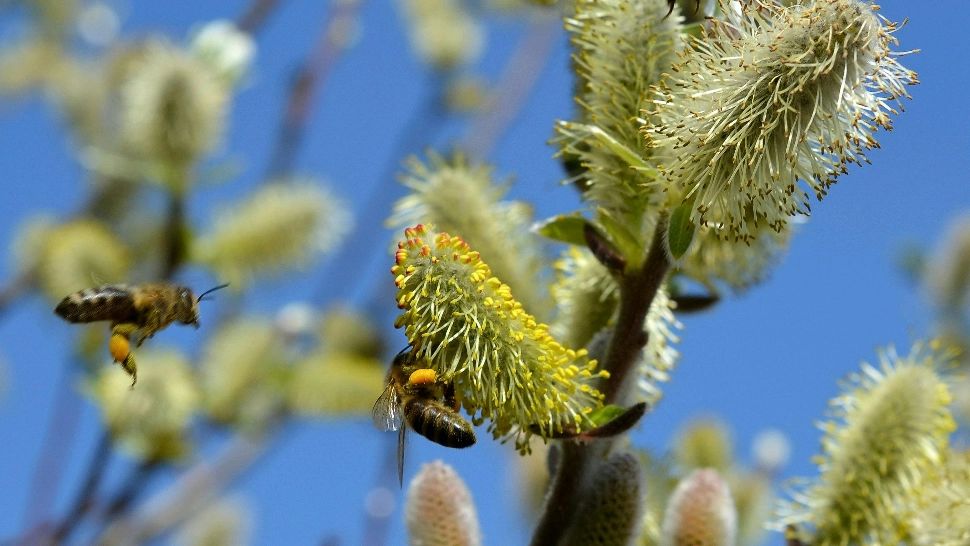 Plante care înlocuiesc aspirina. Remediile care te scapă de durere și inflamație