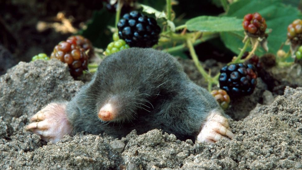 Scapă de cârtițele din grădină ușor și eficient! Ce flori să plantezi: le va pune pe fugă imediat 