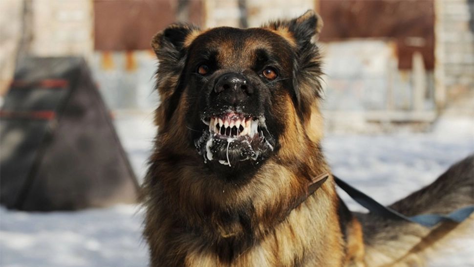 Un ieșean a murit după ce a fost mușcat de un câine TURBAT. Este primul caz de acest fel din ultimii 13 ani