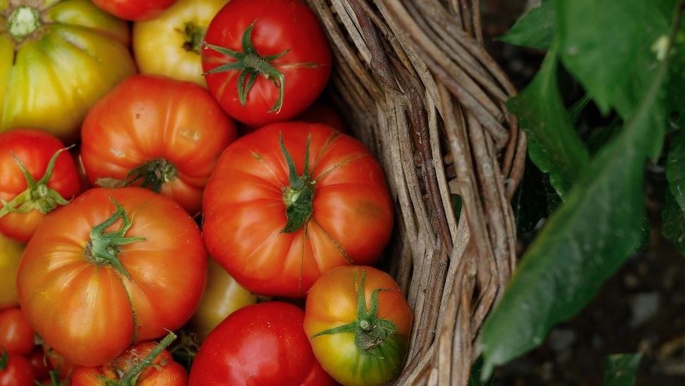 De ce crapă roșiile? Care este cauza și ce trebuie să faci cu cultura de tomate?