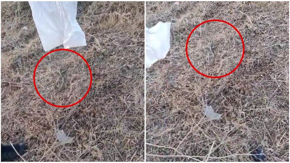 Panică în județul Constanța! Jandarmii, solicitaţi să intervină pentru îndepărarea unui șarpe de pe terasa unei case 