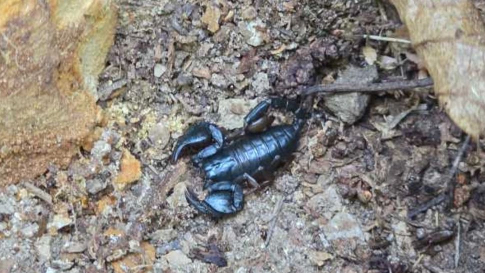 Invazie de insecte din cauza caniculei. O localitate din România, copleșită de numărul mare de scorpioni veninoși