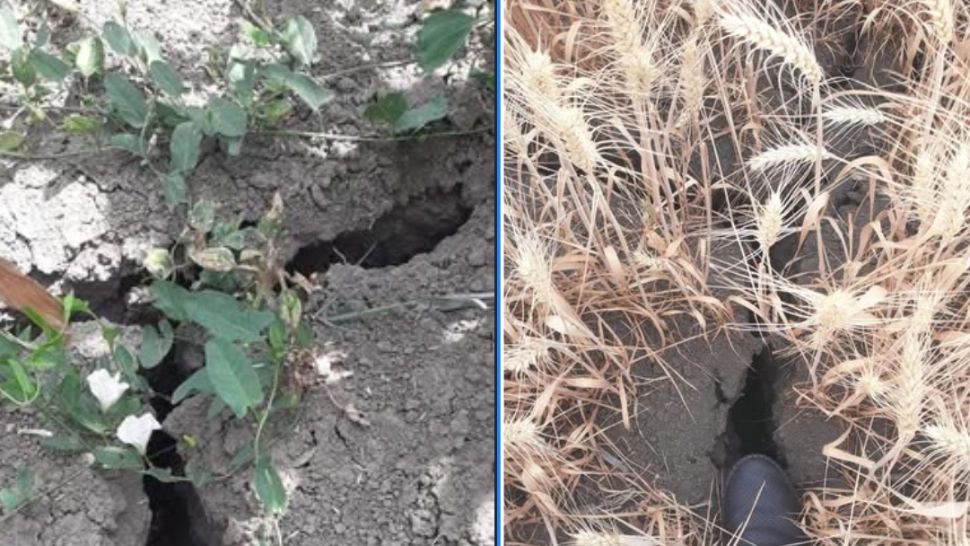 Șefa ANM trage un semnal de alarmă. Seceta pune stăpânire pe România, rezerva de apă din sol scade de la un an la altul